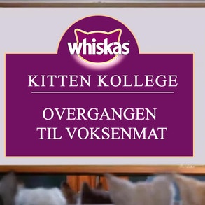 Kitten Kollege: Overgangen til voksenmat