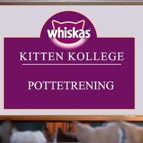 Kitten Kollege: Pottetrening