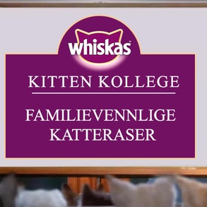 Kitten Kollege: Familievennlige katteraser