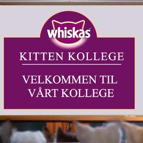 Kitten Kollege: Velkommen til vårt kollege