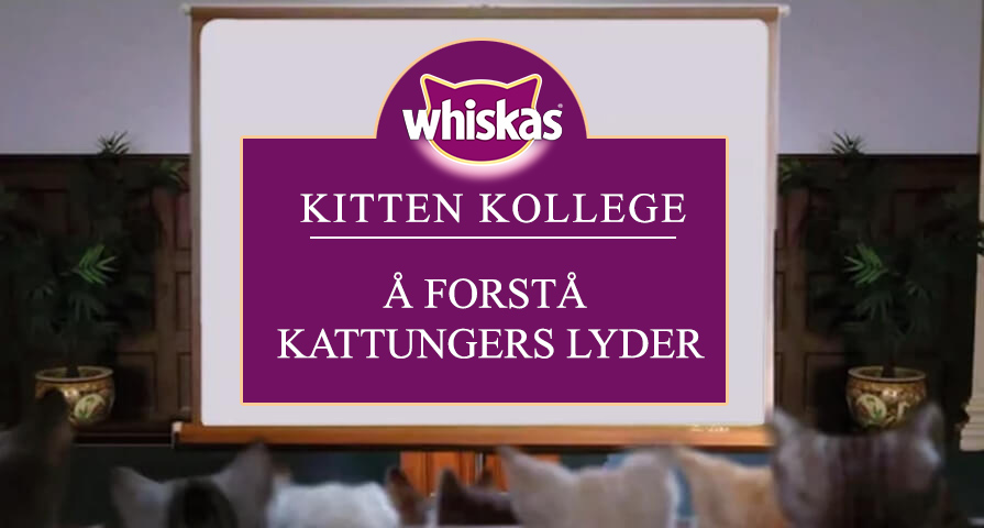 Purring og andre kattelyder